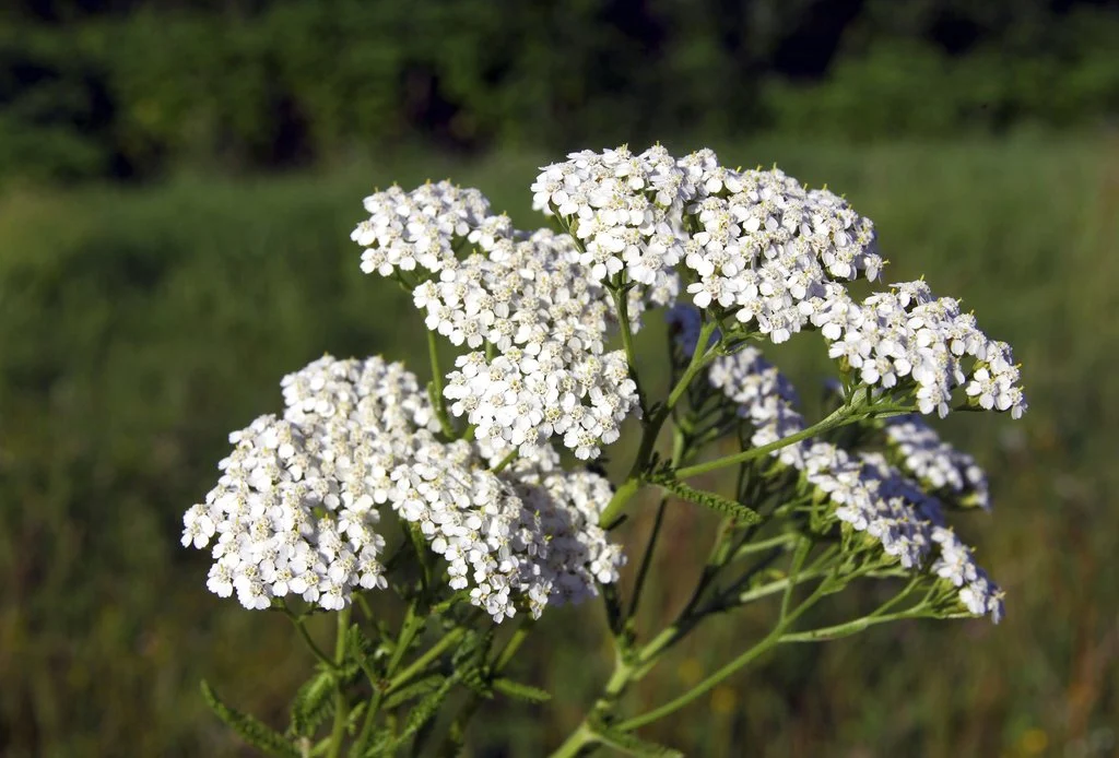 Achillée millefeuille : plantation, culture et utilisations au jardin