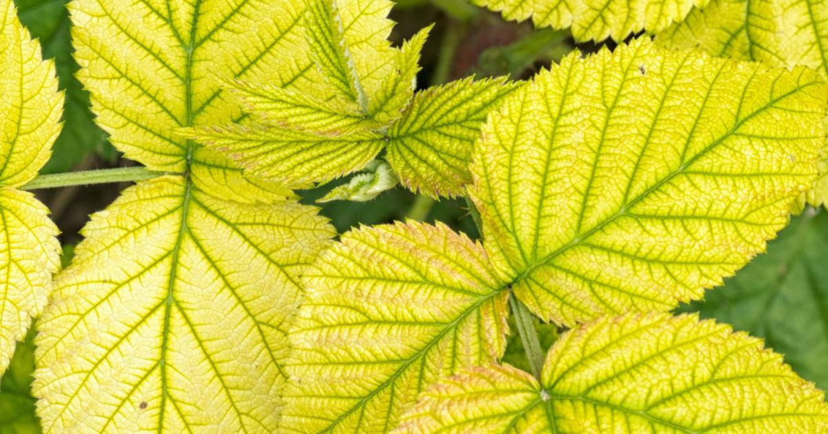 Chlorose ferrique : soigner les feuilles jaunes aux nervures vertes