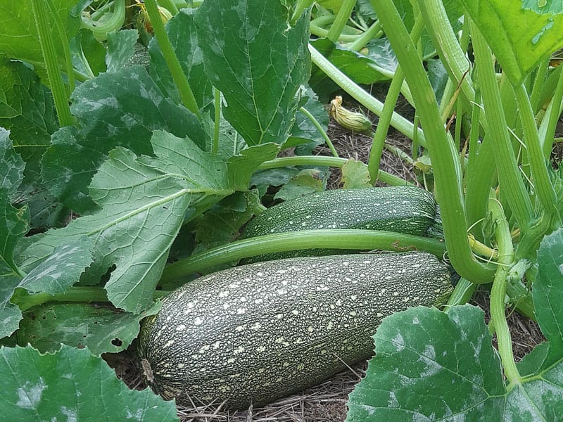 Courgettes jaunissent et tombent : causes et solutions