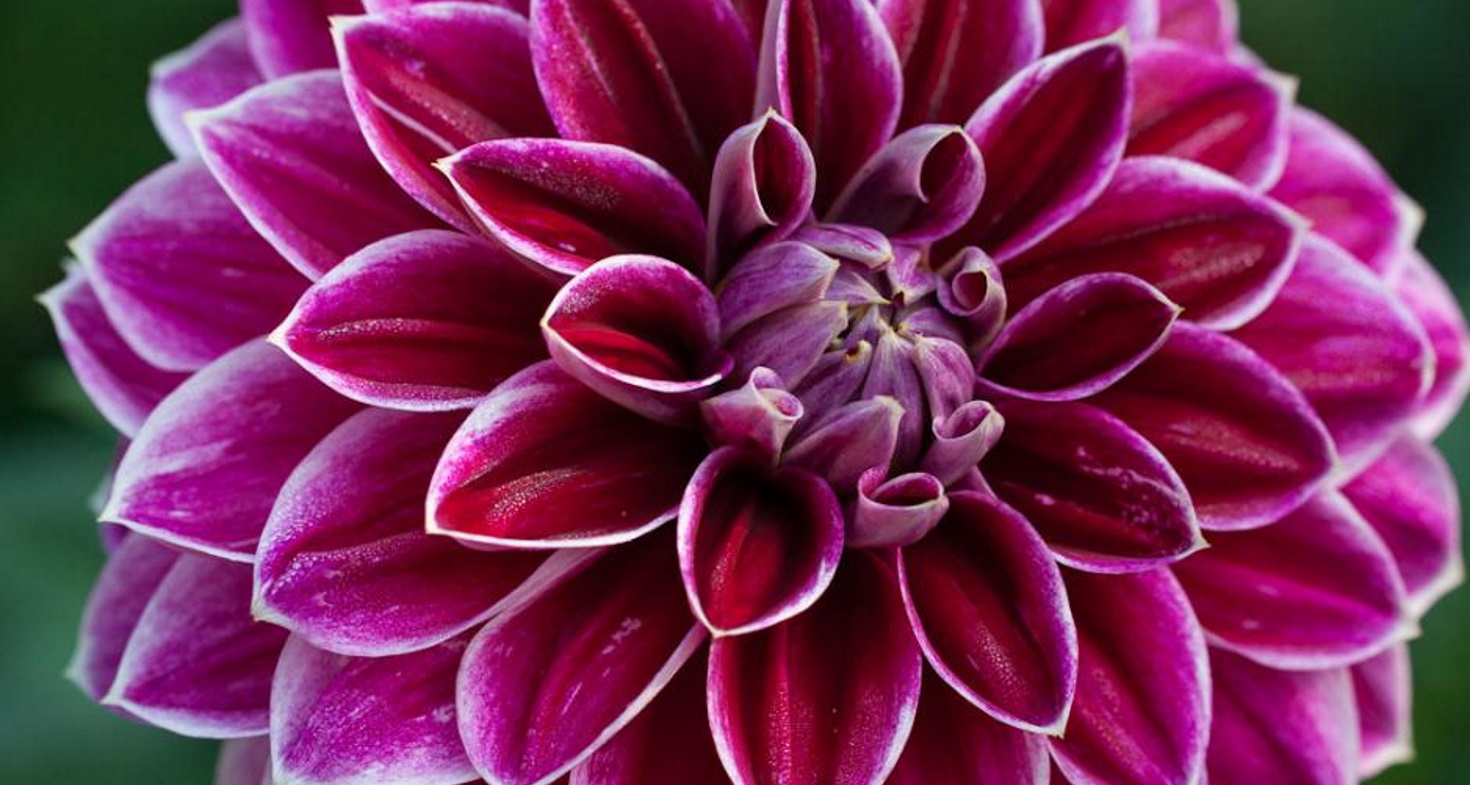 Dahlia