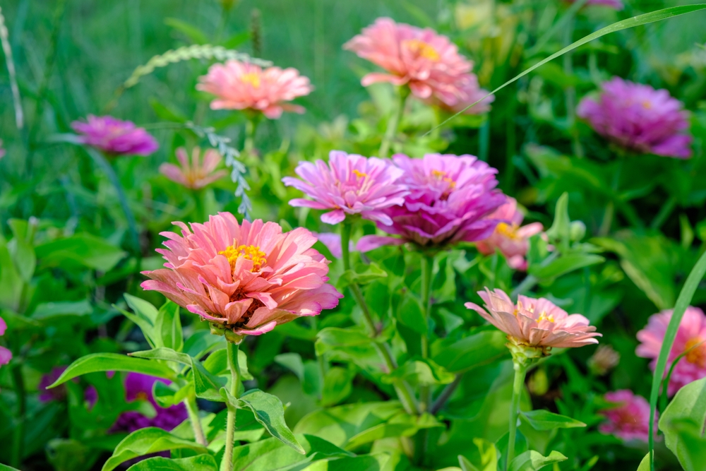 Cultiver des zinnias pour créer un superbe jardin de fleurs à couper