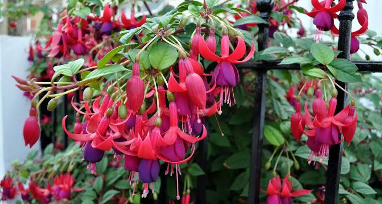 Fuchsia : culture, entretien et variétés