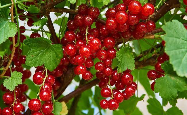Groseillier : plantation, taille et récolte des groseilles (guide complet)