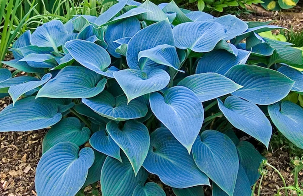 Hosta - Fleur d'ombre