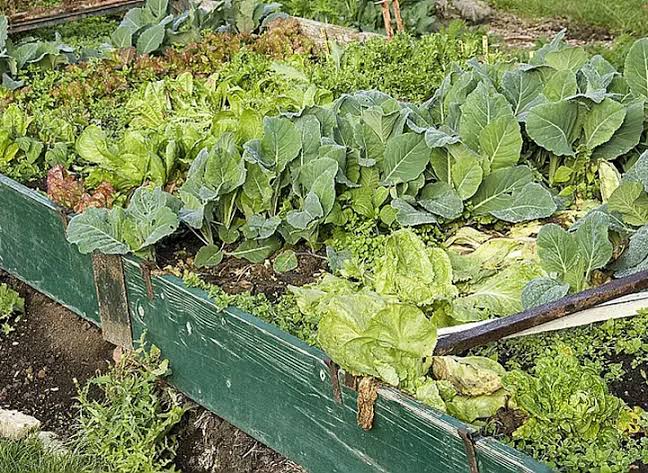 Rotation des cultures au potager : principes et planification (guide complet)