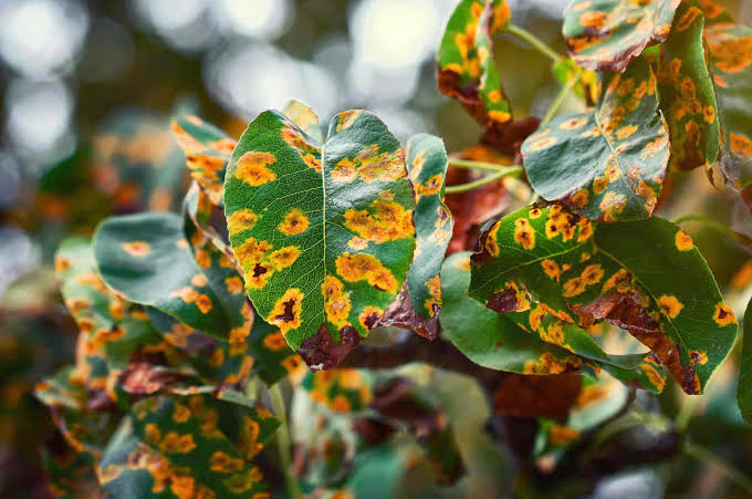 La rouille du rosier : reconnaître, traiter et prévenir cette maladie orange
