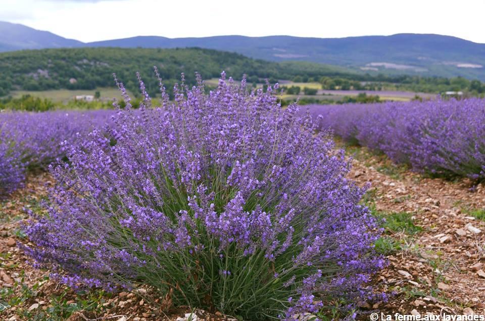 Cultiver une lavande plus dense et vigoureuse grâce à cette astuce simple