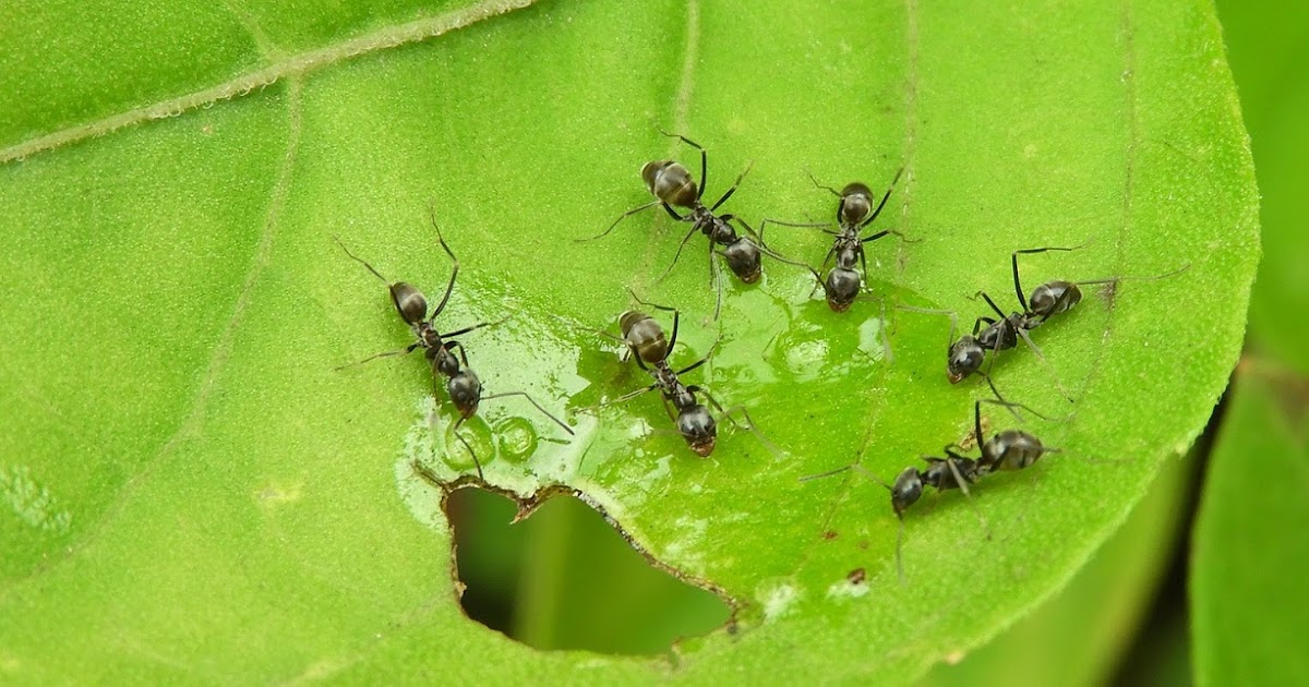 Les fourmis au jardin : amies ou ennemies ? Comment les gérer