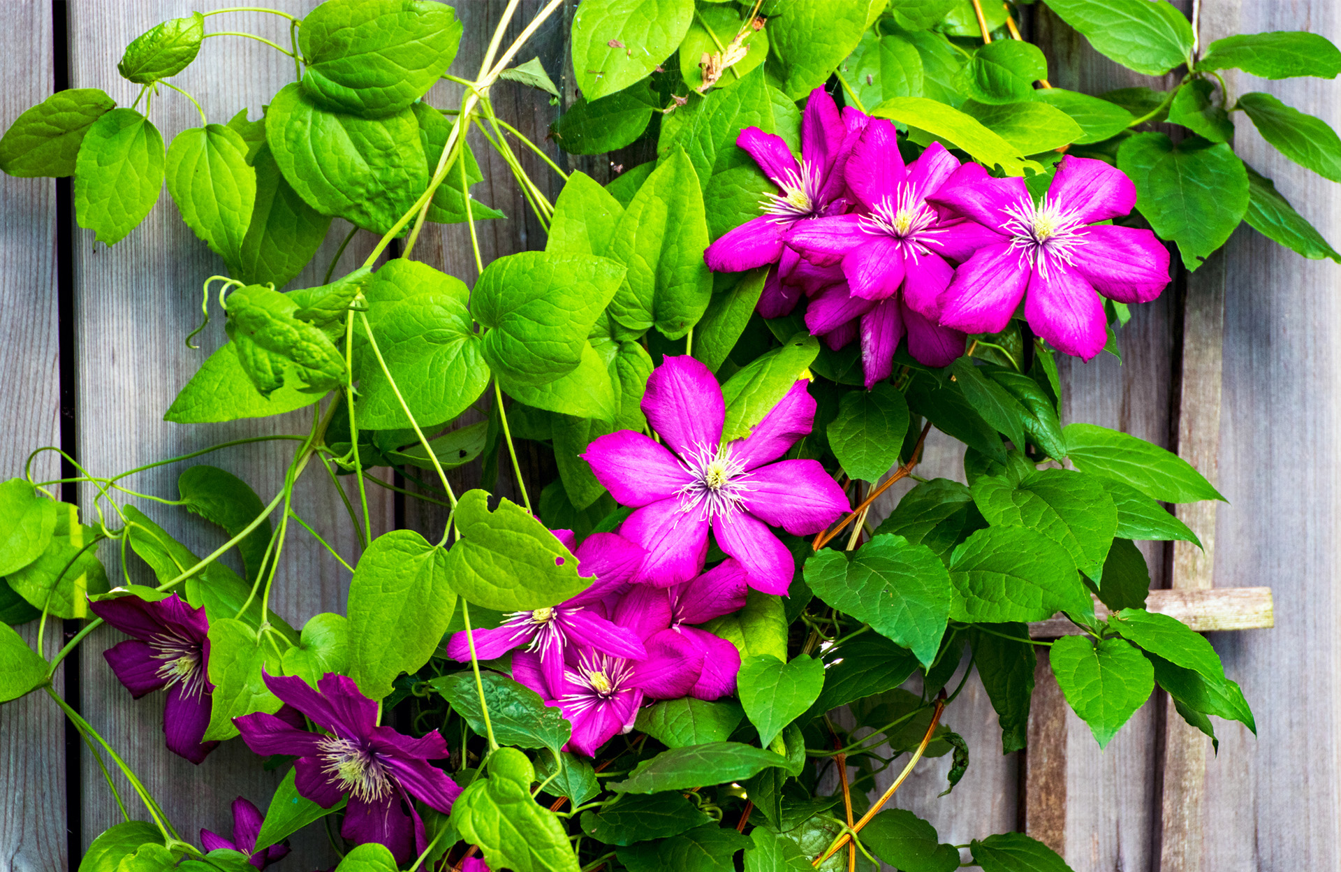 Que faire avec vos clématites en juin pour prolonger la floraison ?