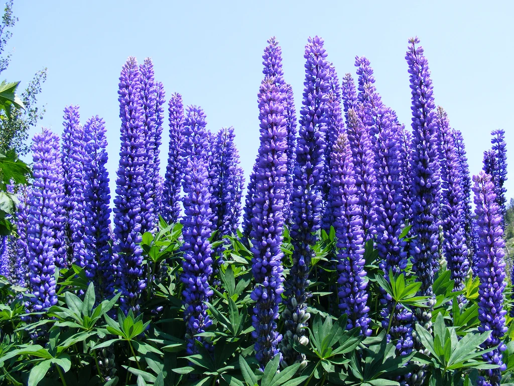 Lupin : plantation, entretien et floraison
