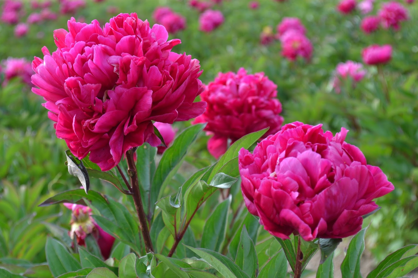 Pivoine