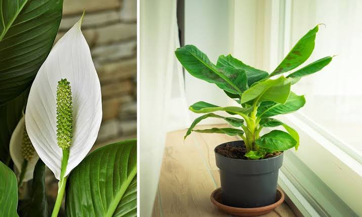 Plantes d'intérieur faciles : 15 variétés increvables