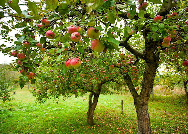 Pommier