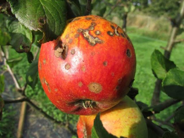 Pourriture des fruits (moniliose) : reconnaître, traiter et prévenir