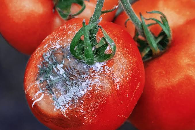 Pourriture grise : sauver ses tomates en été humide et pluvieux