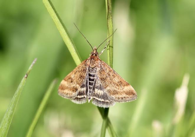 Éliminer la pyrale du buis naturellement avant les dégâts
