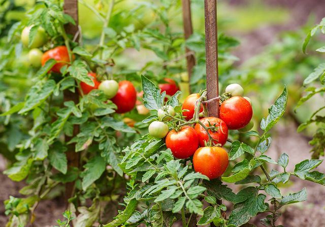 Quand et comment planter les tomates en pleine terre ? (guide pas à pas)