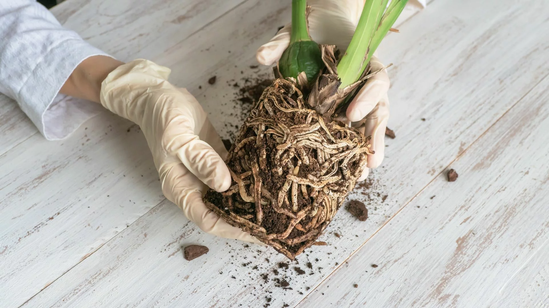 Pourriture racinaire : comment sauver une plante qui a trop d'eau ?