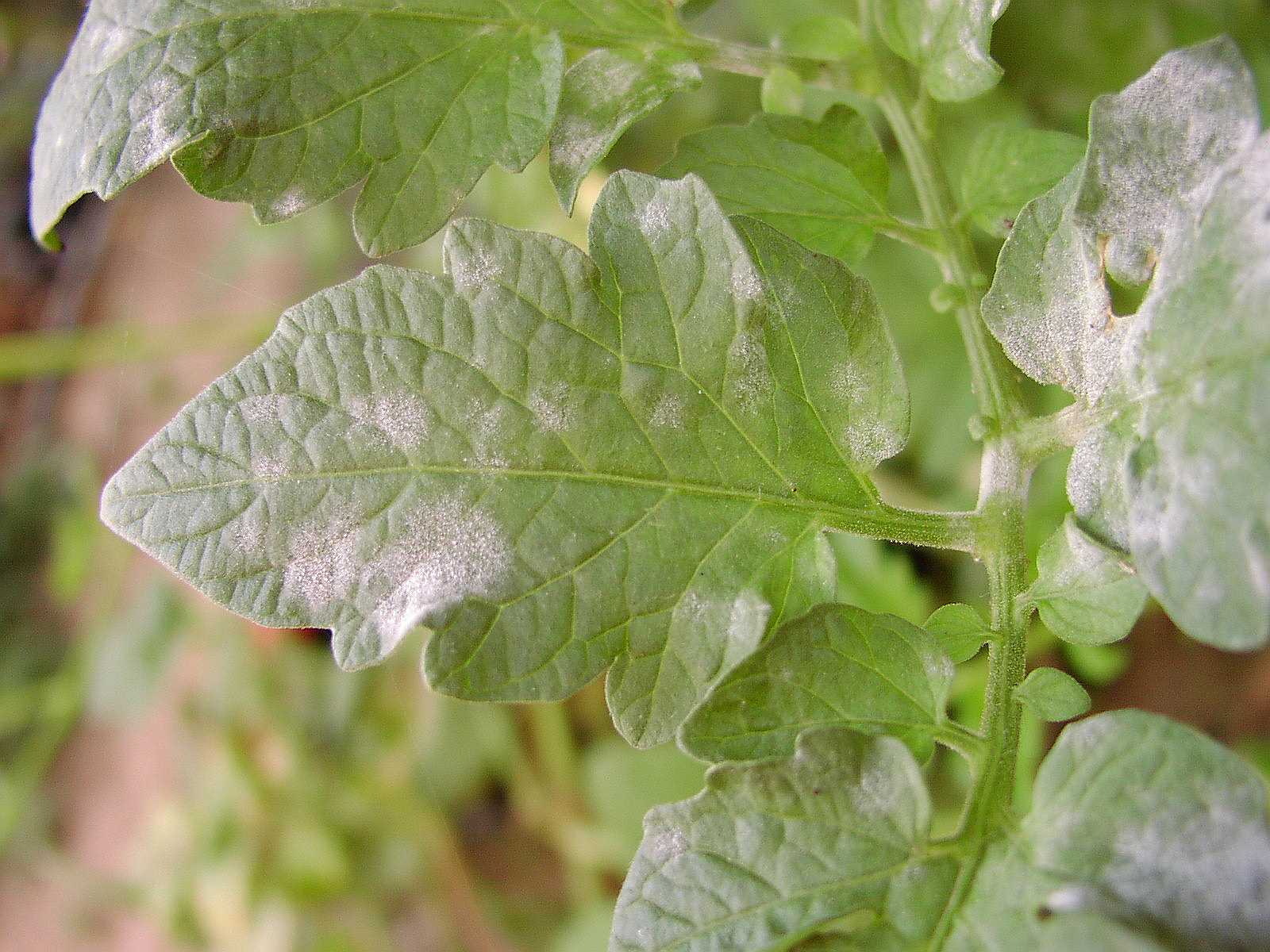 Oïdium : causes, symptômes et traitements naturels