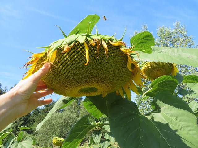 Tournesol géant : plantation, culture et récolte