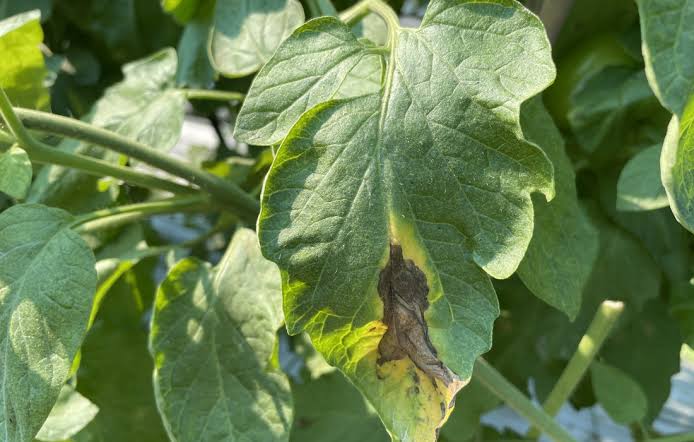 Verticilliose : pourquoi vos érables flétrissent subitement