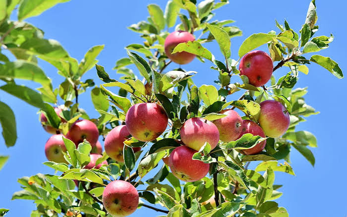 Quand et comment tailler les arbres fruitiers (pommier, poirier, prunier) ?