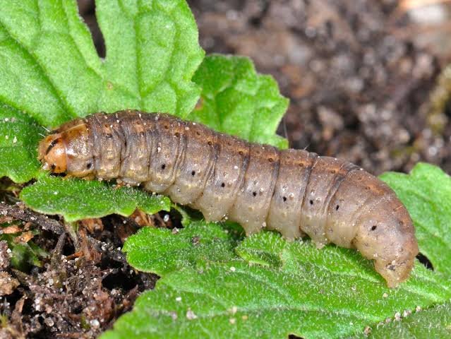 Chenille noctuelle grise ou terne cachée dans la terre près d'une plante sectionnée