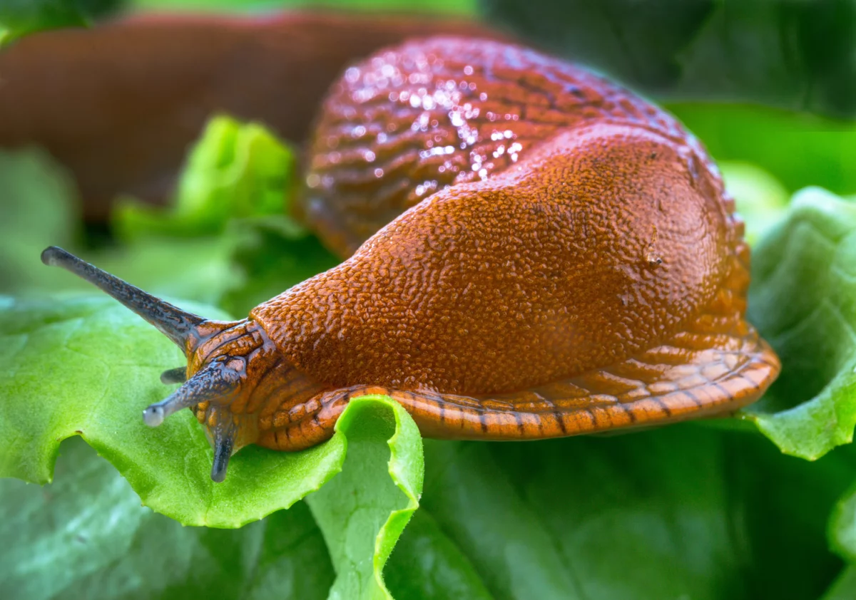 Limace mangeant une feuille de salade laissant des trous au centre