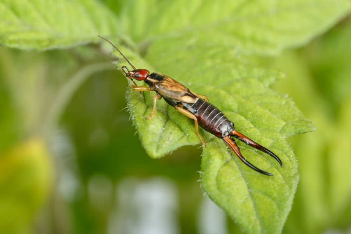 Perce-oreille (forficule) insecte brun avec deux pinces à l'arrière