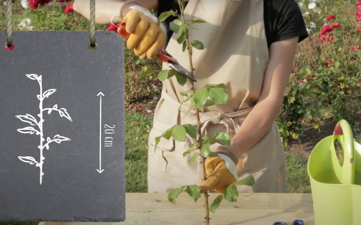 Bouturer un rosier : quand et comment faire des boutures facilement ?