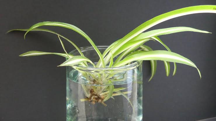 Le bouturage facile : multipliez vos plantes gratuitement (guide débutant)