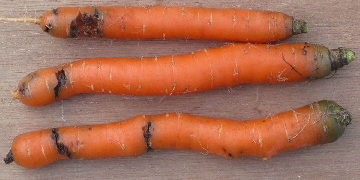 La mouche de la carotte : comment protéger vos carottes naturellement