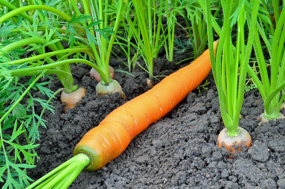 Semer carottes en pleine terre : guide complet