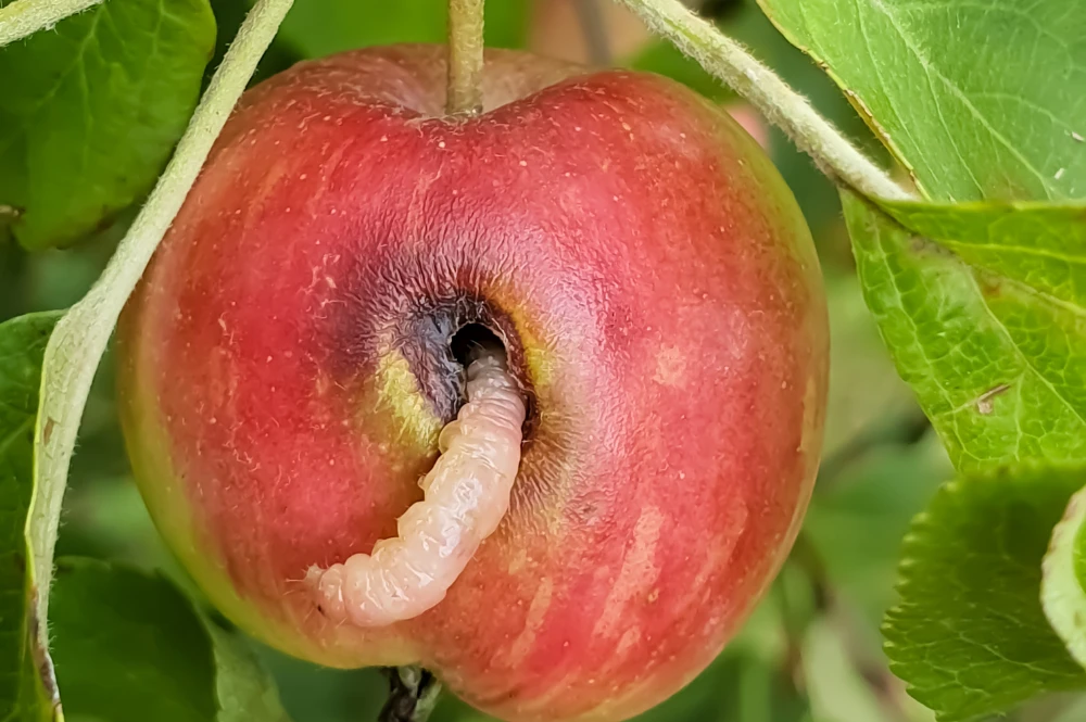 Le carpocapse : comment protéger vos pommes et poires naturellement