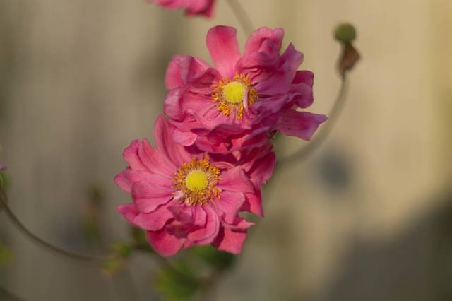 Anémone du Japon - Fleur d'ombre