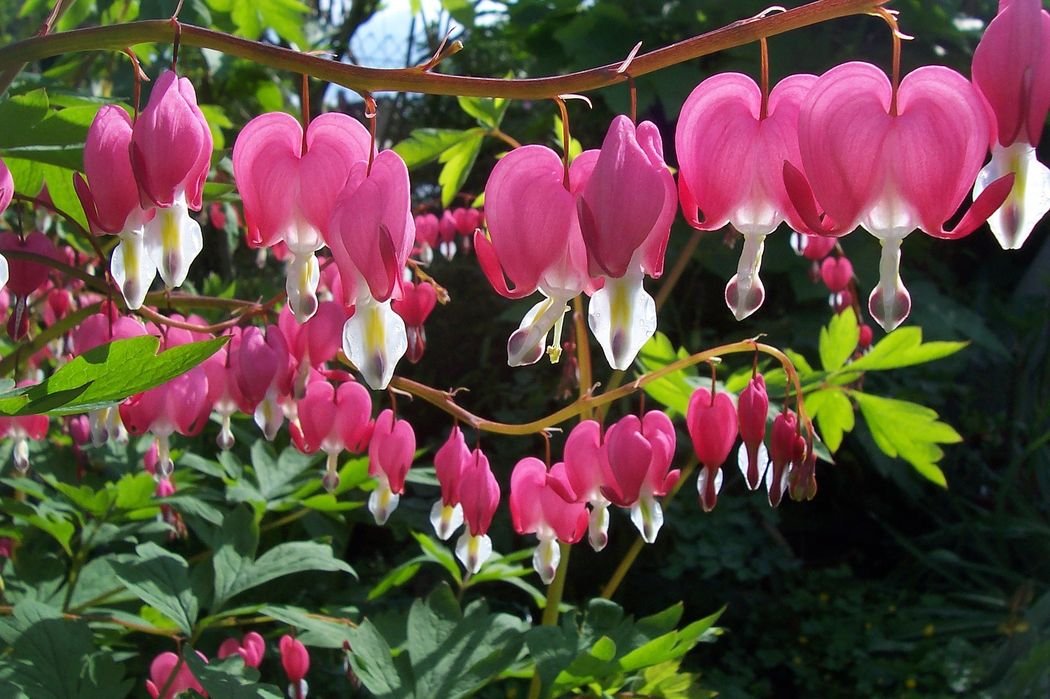 Dicentra - Fleur d'ombre