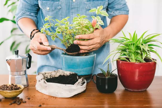 Engrais naturel maison : recettes faciles et efficaces pour un jardin bio