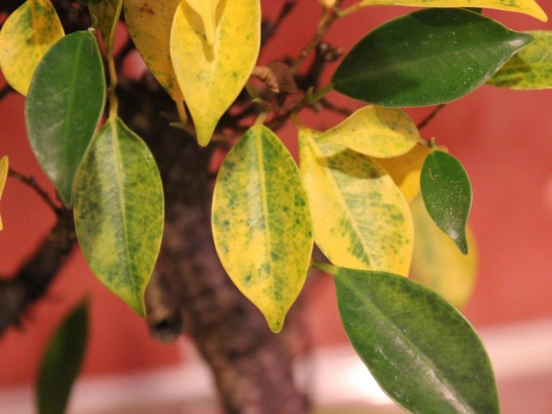 Feuilles jaunes : diagnostic complet (causes et solutions)
