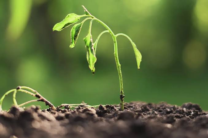 La fonte des semis : causes, prévention et solutions naturelles