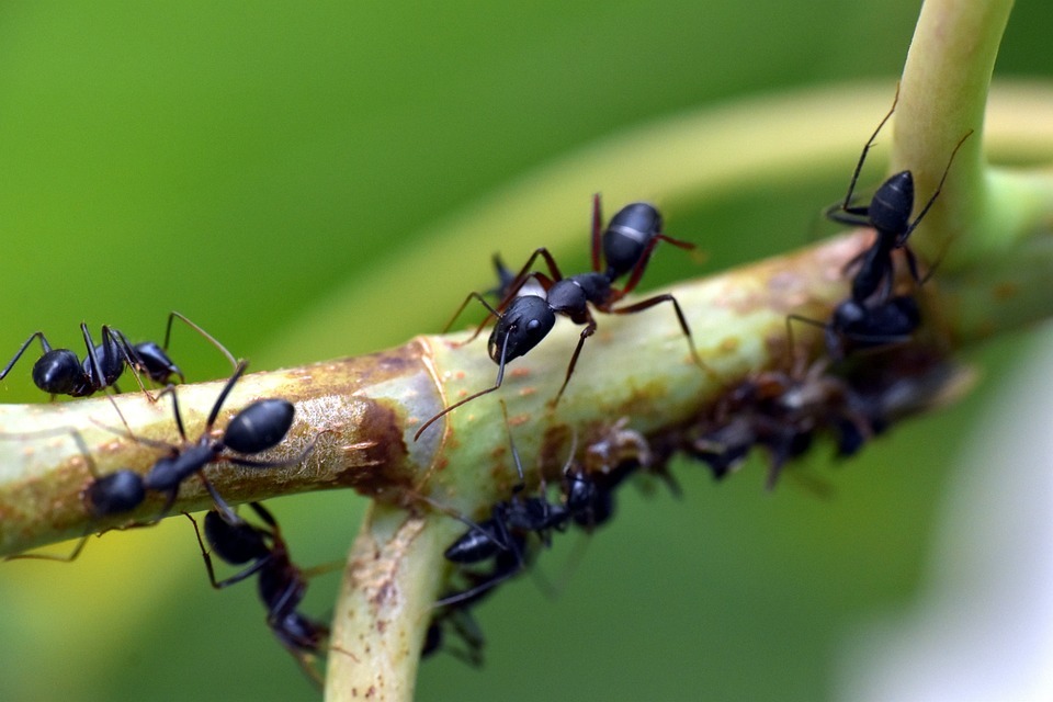 L'astuce naturelle et redoutable pour éliminer les fourmis (sans borax ni écorce d'orange)