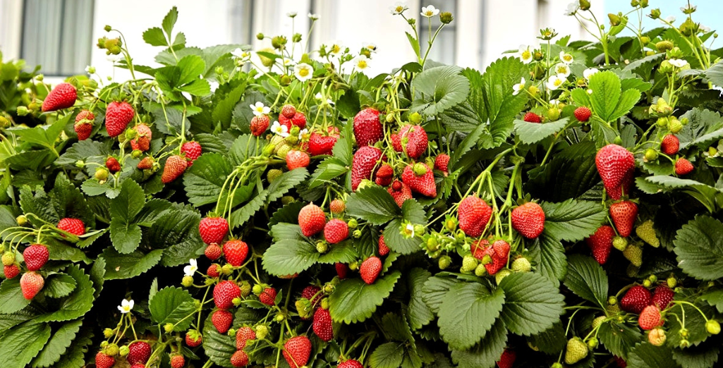 Fraisier
