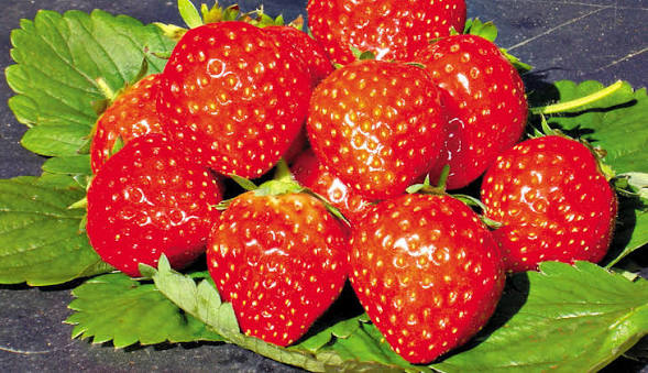 Quand et comment planter les fraisiers en pleine terre ou en pot ?