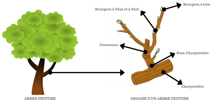 Taille des fruitiers en été : pourquoi et comment tailler en vert ?
