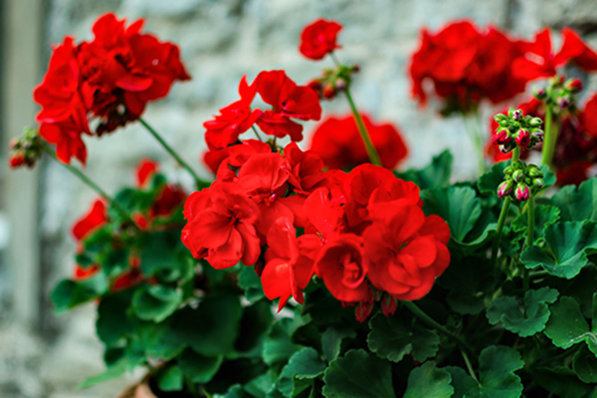 Géranium : plantation, entretien et floraison