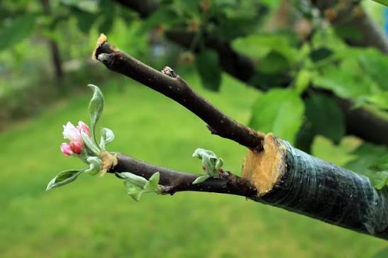 La greffe des arbres fruitiers : techniques et période (guide complet)