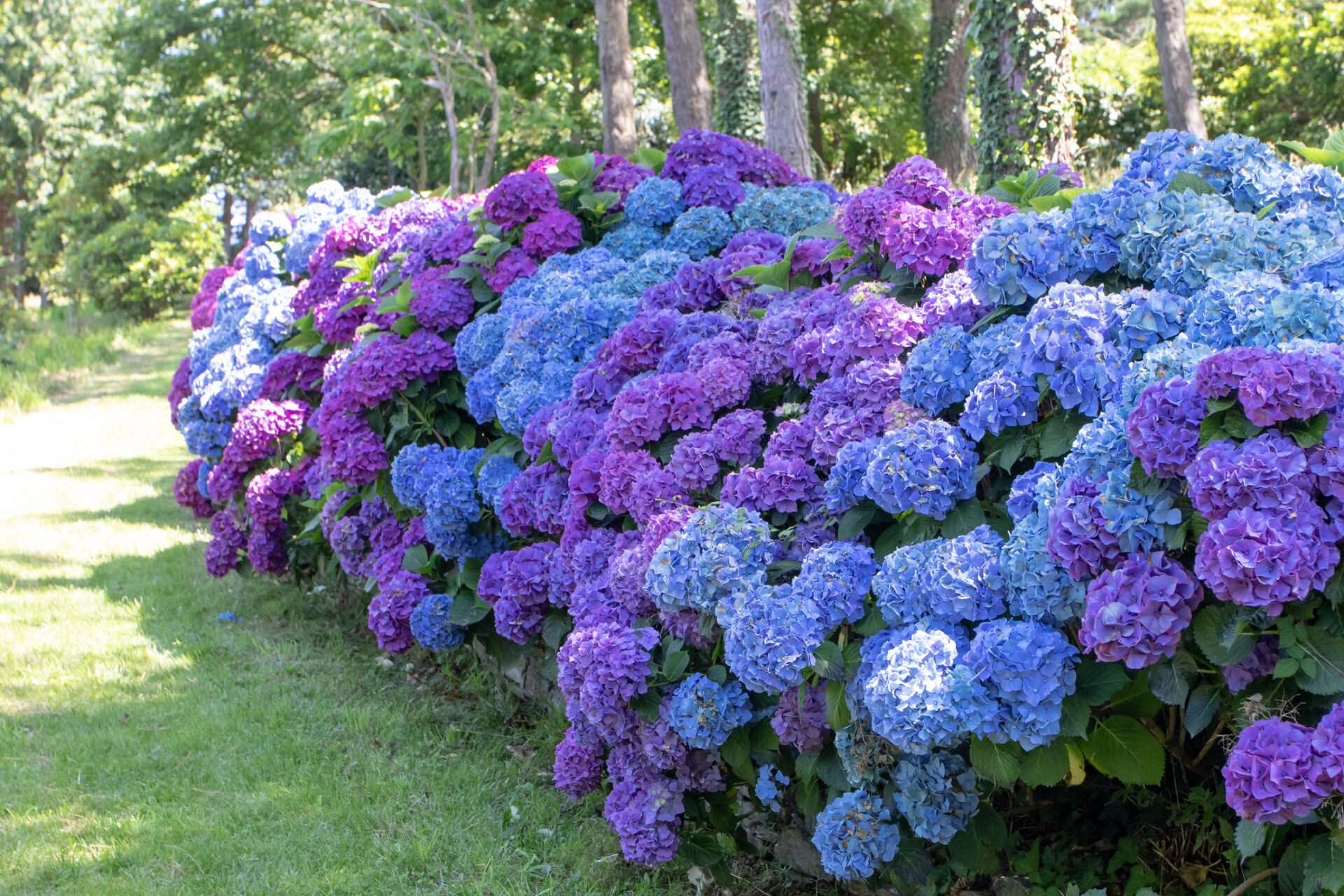 Comment tailler les arbustes d'hortensias : instructions de taille