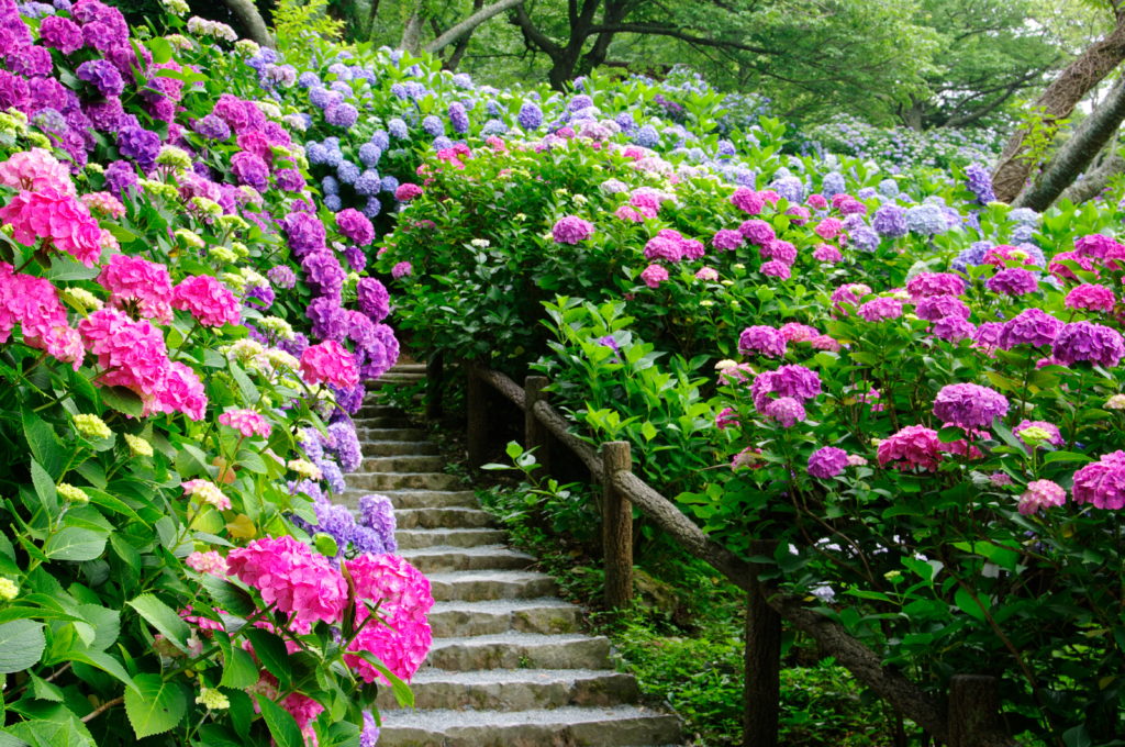 Pourquoi mon hortensia ne fleurit pas ? (causes et solutions)