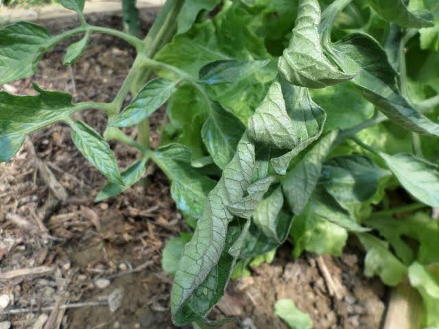 Pourquoi mes plantes ont-elles des feuilles qui s'enroulent ? (causes et solutions)