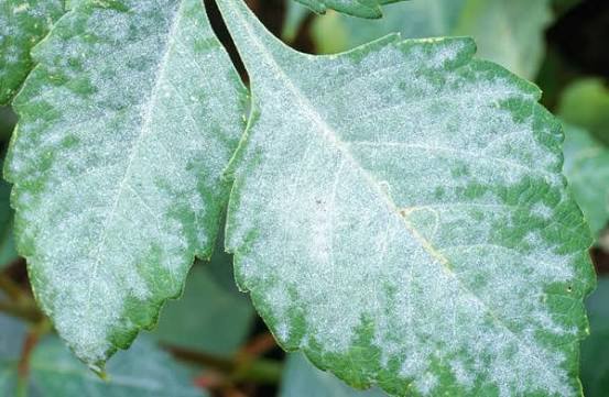 Oïdium : comment traiter naturellement le blanc des feuilles ?