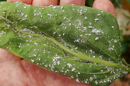Cochenilles farineuses : comment les éliminer naturellement ?